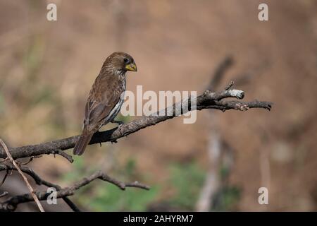 Femme thick-billed weaver, Amblyospiza albifrons, uMkhuze Game Reserve, Afrique du Sud Banque D'Images