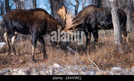 Une paire de Bull Moose antlers de blocage dans un affichage de position dominante pendant l'automne de l'ornière de la saison dans le Parc National de Grand Teton à Moose, dans le Wyoming. Banque D'Images