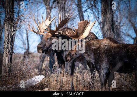 Une paire de Bull Moose coexister puisqu'ils size mutuellement pendant l'automne de l'ornière de la saison dans le Parc National de Grand Teton à Moose, dans le Wyoming. Banque D'Images