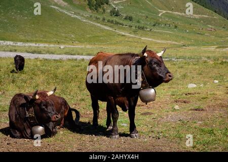 Les vaches Herens noir avec bell suisse traditionnel sur une prairie de la Swiss Alpine village de Zinal. Anniviers, Valais, Suisse Banque D'Images
