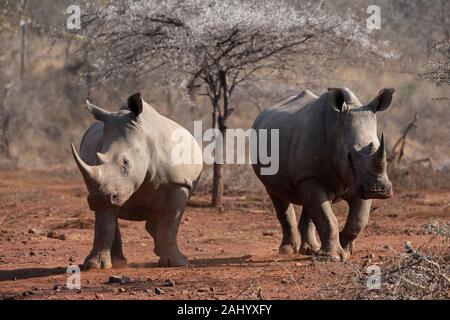 Rhinocéros blanc, Ceratotherium simum, jeu de Pongola, Afrique du Sud Banque D'Images