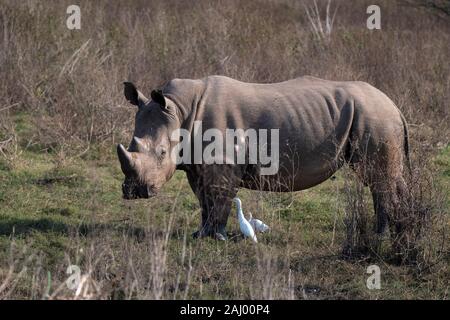 Rhinocéros blanc, Ceratotherium simum, Pongolapoort Dam, lac Jozini, réserve naturelle de Pongola, Afrique du Sud Banque D'Images