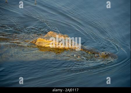 Crocodile du Nil, Crocodylus niloticus, Pongolapoort Dam, lac Jozini, réserve naturelle de Pongola, Afrique du Sud Banque D'Images