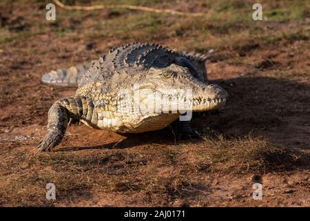 Crocodile du Nil, Crocodylus niloticus, Pongolapoort Dam, lac Jozini, réserve naturelle de Pongola, Afrique du Sud Banque D'Images