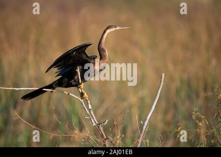 Le dard de l'Afrique de l'anhinga rufa, Pongolapoort, Barrage, Lac Jozini, réserve naturelle de Pongola, Afrique du Sud Banque D'Images