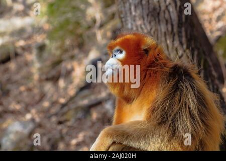 Mâle adulte snub-nosed (Rhinopithecus roxellana Golden Monkey). En janvier zone boisée dans les montagnes Qinling, province du Shaanxi, Chine Banque D'Images