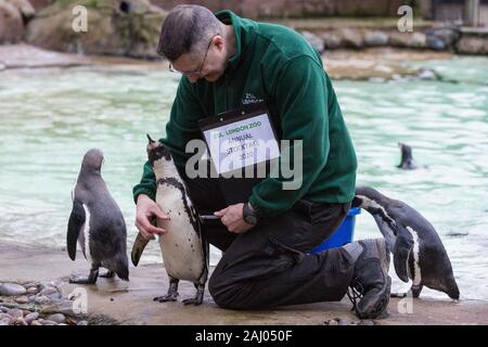 Londres, Royaume-Uni. 2 janvier, 2020. Une gardienne de chefs pingouins de Humboldt au cours de l'inventaire annuel au ZSL London Zoo. Tous les mammifères, d'oiseaux, reptiles, poissons et invertébrés est compté - un total de plus de 500 espèces différentes - dans le cadre d'une presque semaine de vérification exigée par le Zoo de conduire, avec les informations enregistrées puis partagées avec d'autres zoos via la base de données Espèces360. Credit : Mark Kerrison/Alamy Live News Banque D'Images