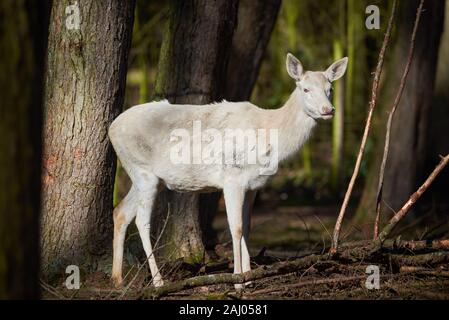 White Red Deer dans la forêt (Cervus elaphus) Banque D'Images