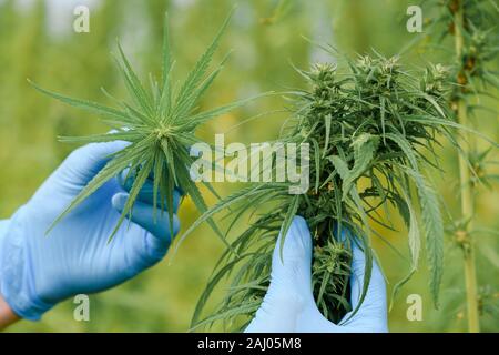 Spectacle scientifique de la taille et de la qualité de la marijuana chanvre Plante bouton floral sur champ. La médecine alternative de fines herbes cannabis CDB. Banque D'Images