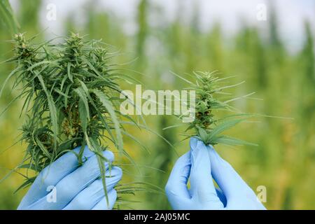 Spectacle scientifique taille de la marijuana et de la qualité de la tête des bourgeons de fleurs de chanvre plante sur terrain. La médecine alternative de fines herbes cannabis CDB. Banque D'Images