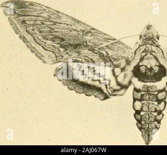 Manuel de légume-insectes jardin . par de grandes chenilles brunâtres ou verdâtres3 ou 4 pouces de longueur qui sont fournis avec un hornon l'arrière près de l'extrémité postérieure du corps. Ils sont comme alsoknown corne-les vers et les vers du tabac. Ce tomatoworms appartiennent à deux espèces distinctes. Les zones occupées par les deux formes se chevauchent dans une large mesure. Throughoutthe une plus grande partie de l'United States, les chenilles des deux speciesare trouvés ensemble d'alimentation, l'abondance relative des varyingfrom un endroit à l'autre et d'année en année. Le formranges du nord du Canada vers la Floride à l'ouest jusqu'à l'Asie-Pacifi que Banque D'Images