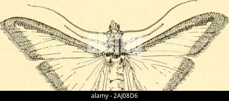 Manuel de légume-insectes jardin . y peuvent être évités et cette méthode devrait être adoptedwhenever possible. Dans le cas des cantaloups, d'excellents résultats en protectingthe ont été obtenus par récolte courges comme trapsthroughout la plantation du domaine. Squash vignes avec leurs grandes fleurs-unités d'odeur et sont plus attrayants pour les papillons d'autres cucur-bits. Si assez de squash vignes sont présents dans un champ, l'mothswill-presque tous leurs œufs sur eux et la canta-loupes va s'échapper. À cette fin, l'beplanted courges à des intervalles d'environ deux semaines pour fournir une anabundance de Banque D'Images