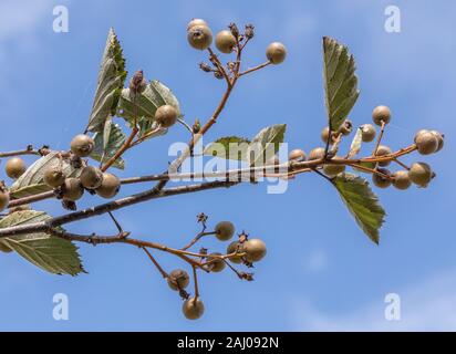 Quercus palustris Devon, Sorbus devoniensis, dans le secteur des fruits, Devon. Banque D'Images