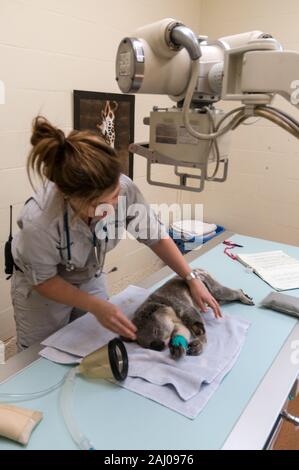 Infirmière vétérinaire, Natasha Banville la préparation d'un homme blessé, Koala, nommé Blair pour un X-ray tandis que sous anesthésie à l'Australia Zoo Wildlif Banque D'Images