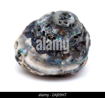 Escargot de mer sombre avec couche de nacre irisée usé par endroits, isolé sur fond blanc Banque D'Images