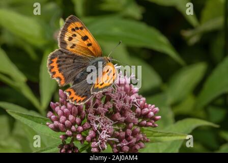 Petit cuivre, Lycaena phlaeas, se nourrissant de Agrimony de chanvre, dans le sud du Devon. Banque D'Images