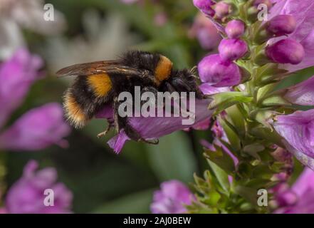 Buff-tailed bumblebee, Bombus terrestris sur rose, Chelone obliqua Turtlehead Banque D'Images