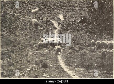 Randonnées dans les terres de la Bible . L'EST DE LA JORDANIE 197. L'EST UN Berger et moutons de pâturage, de l'ouest de la Palestine, qui était whyReuben et Gad, et la demi-tribu de Manassé, qui avait une très grande1 multitude de bovin, de sorte naturallysought leur héritage ici.1 à l'extrême northof qu'il est l'ancienne et magnifique ville de Damas, entouré de trente milles d'abricot Groves, vraiment à dire asthey en Syrie, un diamant fixé dans les émeraudes. Ap-proached du Liban sur le nord-ouest, le long thevalley de la Rivière Barada, l'Abana de la Bible (thePharpar s'élève au sud-ouest)2, à un point sur un lof Banque D'Images