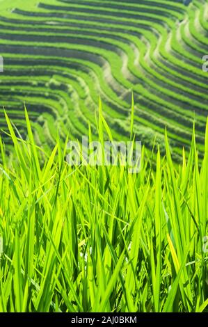 Les plants de riz dans les domaines de l'épine dorsale du Dragon des terrasses de riz, Longsheng County, Guangxi Province, China Banque D'Images