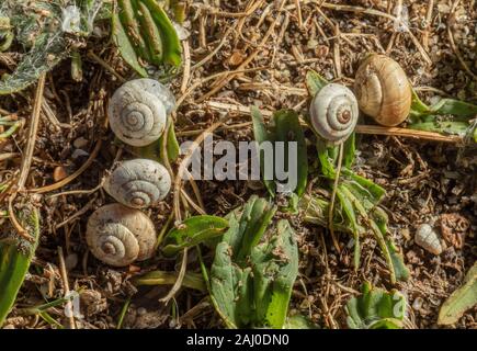 Escargot Kentish, Monacha cantiana, groupe aestivating dans les prairies sèches, septembre 2019, dans le sud du Devon. Banque D'Images