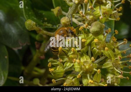 Colletes hederae Ivy Bee, se nourrissant de fleurs de lierre en automne, dans le sud du Devon. Banque D'Images