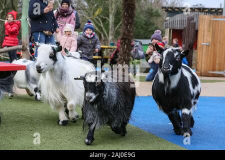 ZSL London Zoo, 2 Jan 2020. La troupe de chèvres pygmées sont une poignée de keeper Veronika, mais clairement garder la presse assortis de se divertir. Au zoo ZSL London Zoo sont prêts pour compter les animaux au Zoo's bilan annuel. La garde de plus de 500 espèces différentes, ZSL London Zoo's keepers une fois de plus faire face à la tâche difficile de dénombrer tous les mammifères, d'oiseaux, reptiles, poissons et invertébrés au Zoo.La vérification annuelle est l'exigence pour le zoo de conduire. Credit : Imageplotter/Alamy Live News Banque D'Images