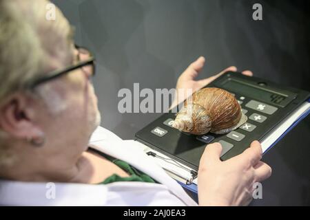 ZSL London Zoo, 2 Jan 2020. Keeper Craig Walker mesure jusqu'un grand Africain Escargot. Au zoo ZSL London Zoo sont prêts pour compter les animaux au Zoo's bilan annuel. La garde de plus de 500 espèces différentes, ZSL London Zoo's keepers une fois de plus faire face à la tâche difficile de dénombrer tous les mammifères, d'oiseaux, reptiles, poissons et invertébrés au Zoo.La vérification annuelle est l'exigence pour le zoo de conduire. Credit : Imageplotter/Alamy Live News Banque D'Images