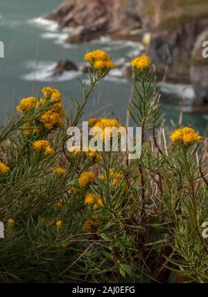 Aster linosyris Goldilocks, Galatella, en fleurs sur les falaises de calcaire de Berry Head, South Devon. Très rare au Royaume-Uni. Banque D'Images