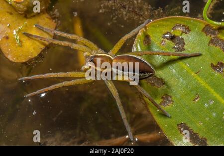 Femme araignée Dolomedes fimbriatus, radeau ; une araignée semi-aquatique potamot, assis sur le plomb. Étang, Dorset. Banque D'Images