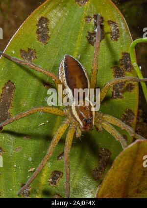 Femme araignée Dolomedes fimbriatus, radeau ; une araignée semi-aquatique potamot, assis sur le plomb. Étang, Dorset. Banque D'Images