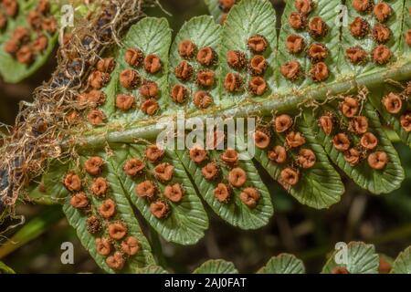 Fougère mâle écailleuse, Dryopteris affinis, avec des frondes sores matures et mesureurs. Banque D'Images