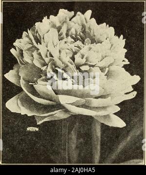 Johnson's garden & farm manual : 1913 . le centre. 6 ft Italia. L'orange vif cramoisi, avec bordure jaune, 6 ft de la Pennsylvanie. Vermillon cramoisi, recouvert d'orange, 6 ft roi Humbert. Scarlet Orange, un grand Canna, d'immenses fleurs, 5 ft de la Louisiane. Des immenses fleurs écarlates, 6 pi l'autre de ces Cannas, 7c. chaque postpaid, Cycas revoluta-Sagoutier (PRÊTS EN MARS)10 lbs., 1,25 $ ; 25 lbs., 2,50 $ ; 100 livres., 9,00 $ ; 300lbs. (Cas), 24 $. Gamme de tiges H lb à 10 lb GLOXINIAS- une floraison géant géant inégalée à partir d'une souche de floraison. Ghentspecialist Ampoules sélectionné.bleu, blanc, s Banque D'Images