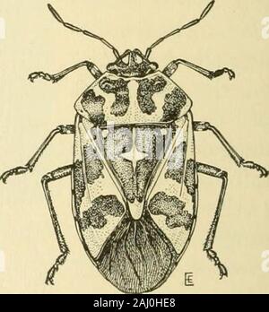 Manuel de légume-insectes de jardin . )Letely détruit. Beaucoup de jardiniers ont été dissuadées de planter le chou et chou vert parce que des ravages de ce ravageur.. Fig. 35. - L'arlequin cub-bage bug, adulte ( X 3|). Préjudiciables À CHOU ET CULTURES CONNEXES 41. Les nymphes et les adultes de l'arlequin plongeur bugare chou très résistant aux insecticides de contact. En fait, c'est per-automatiquement impossible de les tuer de cette façon sans blesser theplants. La perte peut être évitée dans une large mesure par practicingclean méthodes culturelles de l'agriculture. Après la récolte a beenharvested, toutes les souches d'un chou Banque D'Images