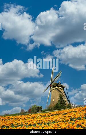 Concept iconique photo du paysage hollandais sous un beau ciel de printemps avec des tulipes blooming flower farm Banque D'Images