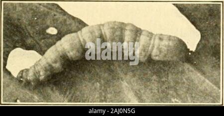 Manuel de légume-insectes de jardin . Fig. 12. - Espèce de la fausse-arpenteuse du chou (X I3). parce que le poison chenilles refusent de manger un insecticide et coatedwith laisse passer rapidement à une partie de theplant qui a été manqué dans la pulvérisation. En outre, il n'estpas facile à vaporiser un chou de façon à couvrir toutes les parties des feuilles, surtout theunderside leavesand extérieur de la CES dans l'forminghead. Des expériences sur LongIsland ont montré que goodresults bythorough on peut obtenir une pulvérisation avec parisgreen, 1 livre gallonsof dans 80 l'eau à laquelle le mélange de résine et de chaux a été ajouté. Certains producteurs Banque D'Images