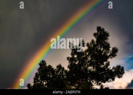 Arc-en-ciel sur un arbre Banque D'Images