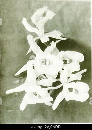 Orchidées pour tous . Les tiges comme ong.Les fleurs sont d'un pouce de diamètre, blanc pur, jaune avec andcrimson repères sur la lèvre, parfumé et joli. Ils sont ensemble sur un borneseveral spike court qui se développent entre les feuilles.T. SUAVIS devrait être maintenue humide en tout temps, et cultivé en andsphagnum la tourbe à l'extrémité de la maison fraîche. La vanille vanilles sont à croissance forte, randonnées Orchidées, thatthrive dans une chambre humide chaud. Il y a plusieurs espèces, avec de grandes fleurs et sans attrait,télévision, des feuilles vertes. Ils sont sans intérêt, cependant, en particulier ing V. planifolia, qui produit des theVanilla Banque D'Images