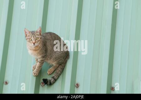 Chat tigré assis sur un toit vert. Banque D'Images