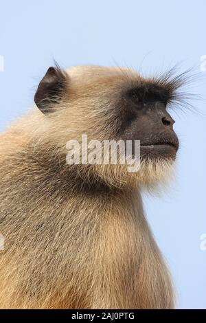 Plaines du Nord Gray Langur (Semnopithecus animaux singe) - Regarder mâle Banque D'Images
