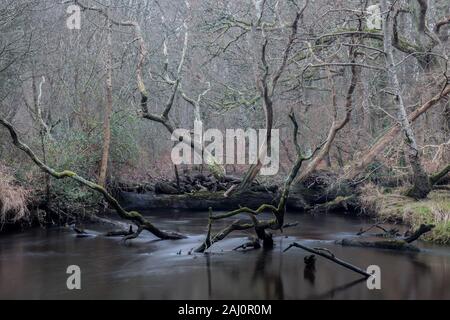 Profondément dans la forêt forêt nouvelle rivière Lymington est bloquée par des arbres tombés. Tiges en bois de l'eau pour donner un aspect 3D de cette image Banque D'Images