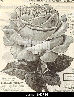 Ferme et jardin de printemps annuel : 1907 . CTPBKUS ALTERNIFOLIUS. CURRIE BROTHERS COMPANY, Milwaukee, WIS.. Arii ROSE ?avec vig- PERPKTUAI HYBRIDE.S-Hardy.Seleet arieties. En sélectionnant l'Tarieties foliowing de Hj-brid Roses : nous avons le reyuiremnts avait en vue de l'amateur moyen qui veut rarement plus de quelques stlnct types, chaque l'liest de sa couleur, de l'ensemencement. utdoor Ceux que nous proposons peuvent être entièrement re- .ed à réussir bien dans oitr le climat. Ils sont tous parfaitement hardy, .Strong gr"téléspectateurs, bloomurs et produire des fleurs d'une taille exceptionnelle. Anna de J&gt;-icsbach .Claire rose, très l Banque D'Images