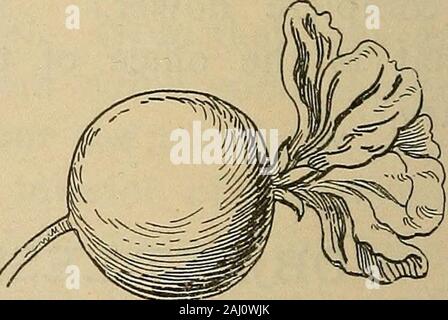 Notes de cours sur l'Herbartian (méthode basée sur le plan de Herbart) . Section transversale d'Apple.La partie centrale de l'blossommuch d'apple a augmenté en taille, nul besoin après a disparu. Le pollen oryellow fertilizesthe la poussière de la fleur ovaire ou graine fort, rendant le format RIF dans core.. Apple Blossom. Apple Blossom élargie avec le thalamus. Procédure.III. Association. 1. Comparer et mettre en contraste avec d'autres fruits aussi à :- (a) la forme. Poire, prune, pêche. (B) l'orange et de pêche. (C) Pomme de terre, le service des baies, fruits de rose (HIPS). (D) l'eau, de groseille, poire, greengage, etc. 2. Comparer et mettre en contraste avec l'orange, séparables Banque D'Images