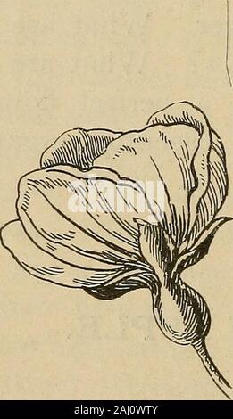 Notes de cours sur l'Herbartian (méthode basée sur le plan de Herbart) . Apple. 3. L'histoire. Section transversale d'Apple.La partie centrale de l'blossommuch d'apple a augmenté en taille, nul besoin après a disparu. Le pollen oryellow fertilizesthe la poussière de la fleur ovaire ou graine fort, rendant le format RIF dans core. Banque D'Images