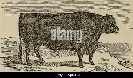 Le cheval et d'autres live stock . n une très irritablecondition ; le moins pression sur les pièces affectées causesintensely atroce douleur ; la respiration devient douloureuse, rapide,et laborieux ; l'animal semble souvent être^Ji Hun-g n'a pas encore manger beaucoup, en conséquence de l'painoccasioned par l'acte d'avaler. 244 BOVINS ET LEURS MALADIES. Le traitement.-s'appliquent à l'extérieur de la gorge,de moutarde forte, mélangé avec des parties égales de l'eau ammoniacale et de l'eau, d'un ihu coller, chaque heure, ^^ g jusqu'à ce qu'il ^ produit un effet sur la peau ; -J'éponge les pièces à chaque fois avec de l'eau chaude avant d'ap- Banque D'Images