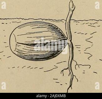 Notes de cours sur l'Herbartian (méthode basée sur le plan de Herbart) . Grain de blé. (B) une dicotylédone . c.-à-d. deux coty- andfleshy Z&gt ; e-g ; bean et acorn. ledons. Et les minces, cresson, sycomore, etc.. Banque D'Images