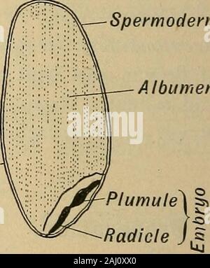 Notes de cours sur l'Herbartian (méthode basée sur le plan de Herbart) . L'albumen spermoderme Spermoderme Cotyledon- Bean.. Grain de blé. (B) une dicotylédone . c.-à-d. deux coty- andfleshy Z&gt ; e-g ; bean et acorn. ledons. Et les minces, cresson, sycomore, etc. Banque D'Images