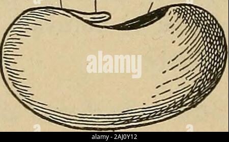 Notes de cours sur l'Herbartian (méthode basée sur le plan de Herbart) . Cotylédons1. Types de semences. Cotylédons montrant Bean. (A) - (Monocoty : Albumineuses ayant outre le embryoledon,c.-à-d., l'un-je une substance alimentaire appelé albumen. cotylédon. F.xalbuminous : sans albumen. J'MicropyleMicropyle comingthrough la radicule hile. L'albumen spermoderme Spermoderme Cotyledon- Bean. Banque D'Images