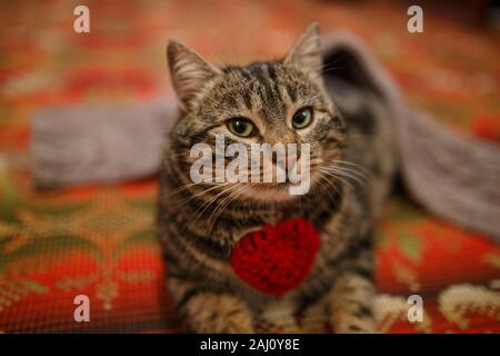 Chat persan moelleux. Portrait dans la nature Banque D'Images