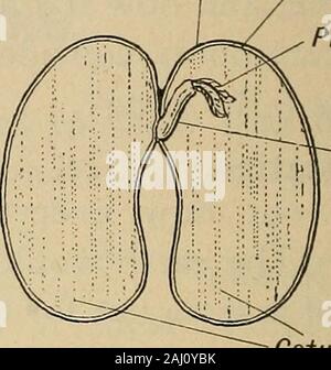 Notes de cours sur l'Herbartian (méthode basée sur le plan de Herbart) . -{ Plumule : seed-stem.JE cotylédons : seed-feuilles. Testa , menPlumule Teg radicule. Cotylédons1. Types de semences. Cotylédons montrant Bean. (A) - (Monocoty : Albumineuses ayant outre le embryoledon,c.-à-d., l'un-je une substance alimentaire appelé albumen. cotylédon. F.xalbuminous : sans albumen. J'MicropyleMicropyle comingthrough la radicule Hilum Banque D'Images