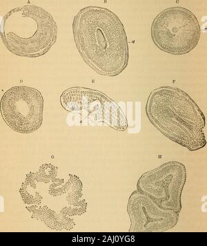 La pathologie et le traitement des maladies des ovaires : (en cours de l'essai pour l'Hastings 1873).. . Avec un pic d'errance d'ovules. Que la plupart des follicules de De Graaf ainsi produit, qu'en fait, un très grand nombre de ceux qui sont produits dans la vie adulte, y compris des nombreux qui atteignent presque à maturité-mourir sans rupturingand s'acquitter de leur œuf-noyau, est rendue certaine par theobservations de chaque écrivain sur l'ovaire, et j'ai alreadyindicated Balfours, d'écrits, les possibilités de leur ulti-mate sort. Dans un papier très remarquable par la Dre Creighton, de Cambridge,publié dans le treizième volum Banque D'Images